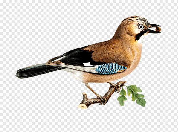 Сойка картинка для детей на прозрачном фоне