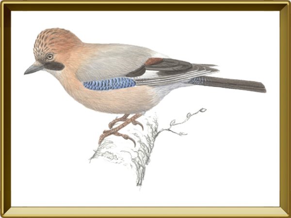 Сойка картинка для детей