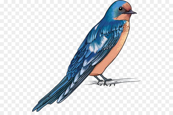 Сойка клипарт