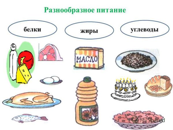 Питание белки жиры углеводы