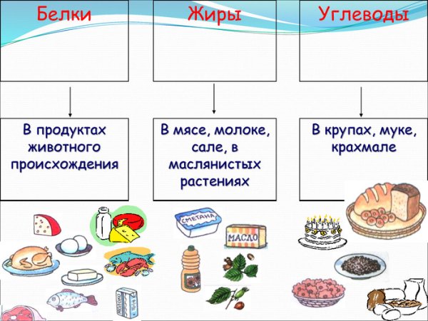 Схема питания белки жиры углеводы