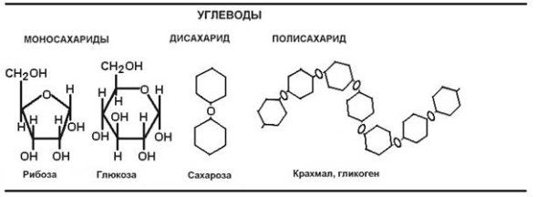 Структура строение углеводов