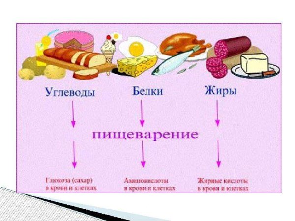 Обмен веществ схема белки жиры углеводы
