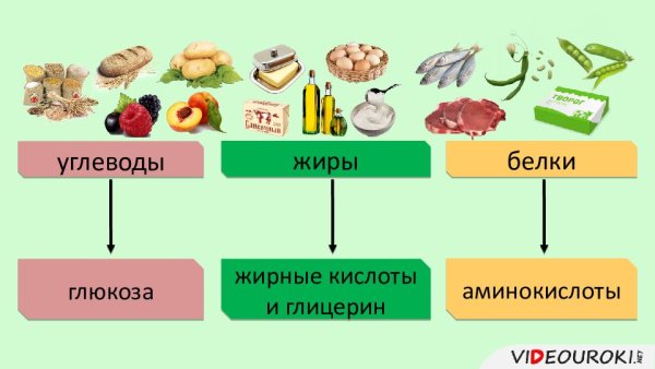 Жиры и углеводы