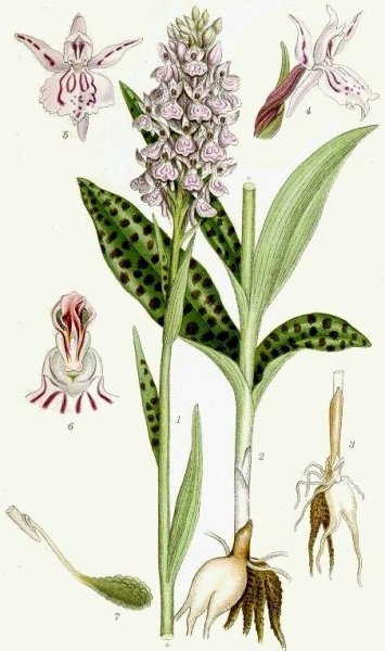 Ятрышник шлемоносный Ботаническая иллюстрация