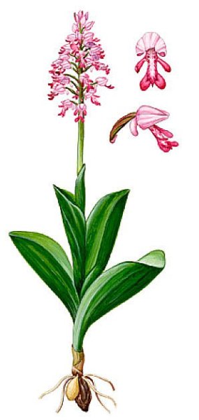 Ятрышник шлемоносный Ботаническая иллюстрация