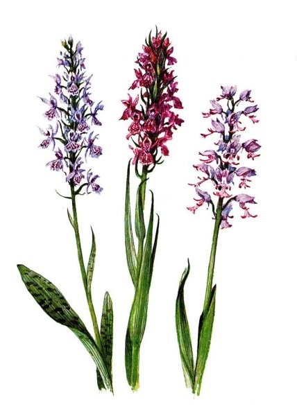 Ятрышник корневые клубни