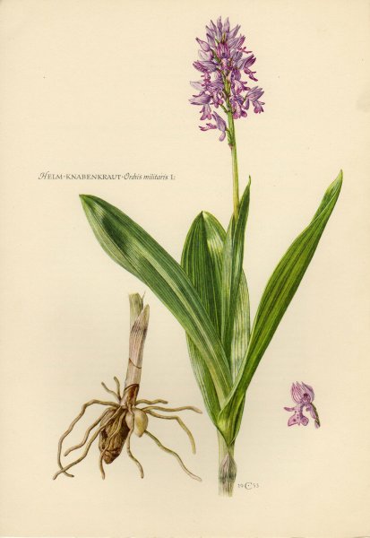 Любка двулистная