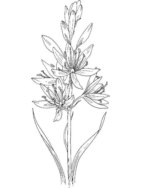 Ятрышник шлемоносный рис