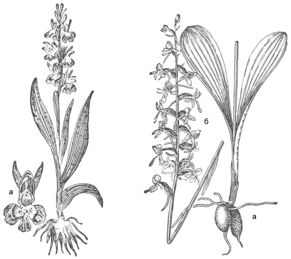 Любка двулистная Дремлик темно красный