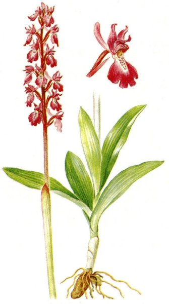 Ятрышник клубни черный белый