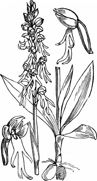 Клубни ятрышника пятнистого