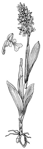 Ятрышник шлемоносный раскраска