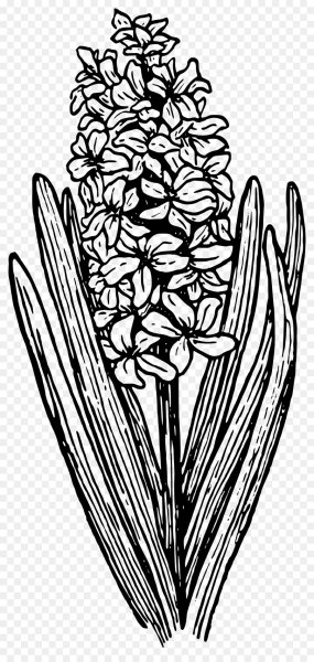 Ятрышник раскрашенный