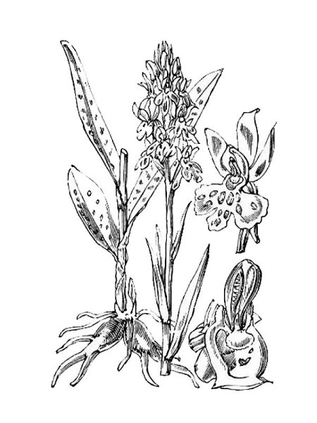 Гиацинт раскраска для детей