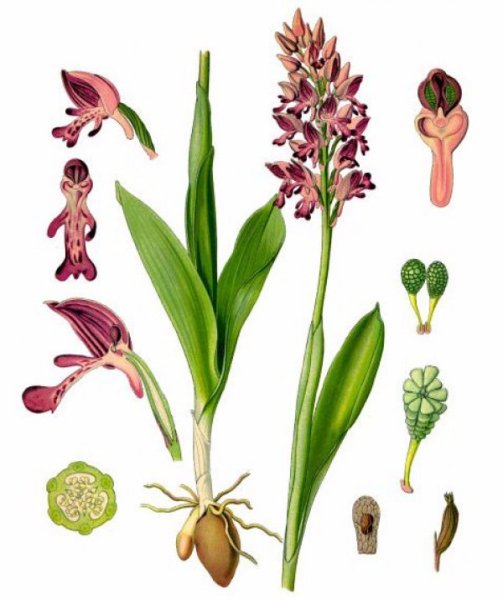 Пальчатокоренник пятнистый