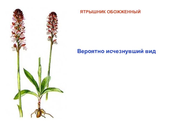 Ятрышник обожжённый