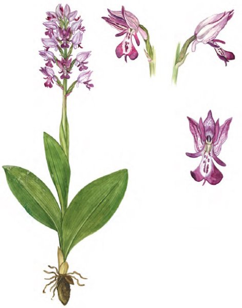 Орхидея раскраска