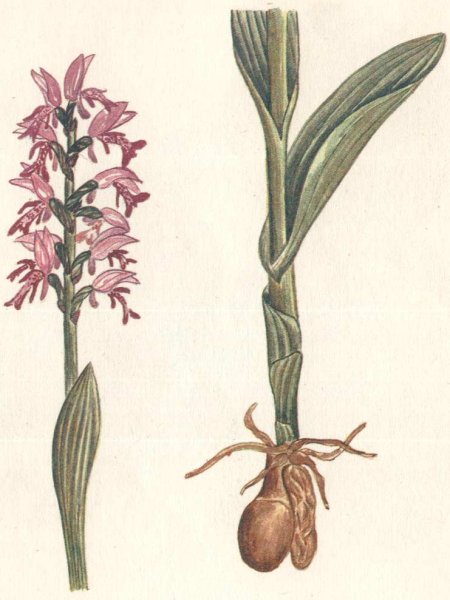 Весенние цветы раскраска