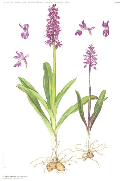 Ятрышник раскраска