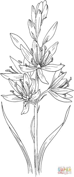 Ятрышник раскраска