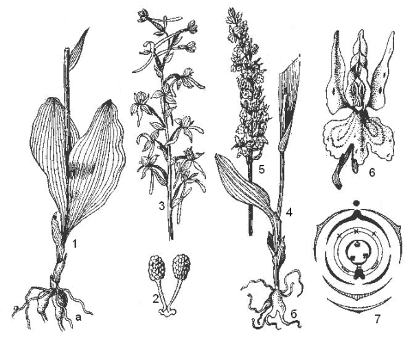 Раскраска гиацинт цветок