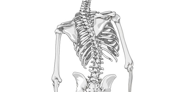 Сколиоз анатомия