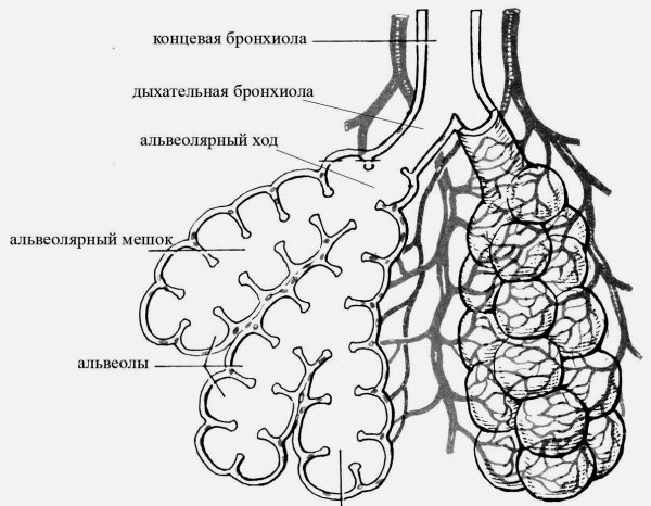 Легкое строение анатомия ацинус