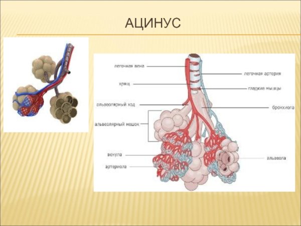 Схема строения ацинуса легкого