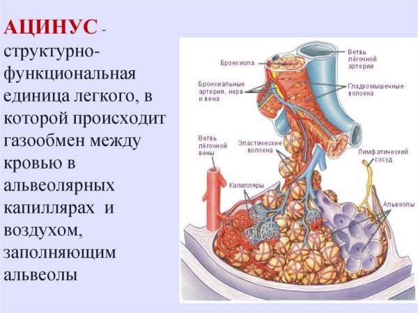 Структурно-функциональная единица легкого