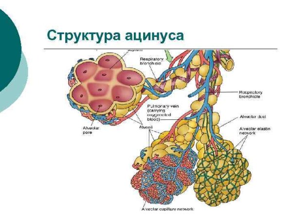Ацинус строение анатомия
