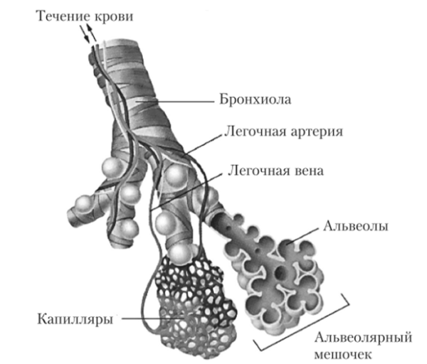 Легочный ацинус анатомия