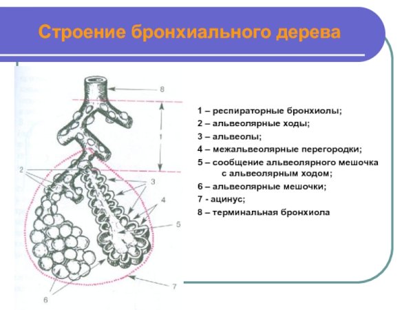 Ацинус структурно функциональная единица легких