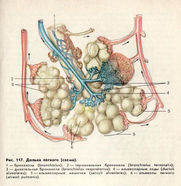 Легочный ацинус