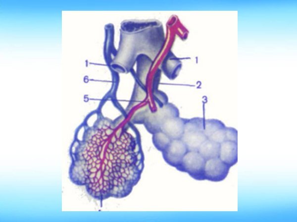 Иннервация ацинуса