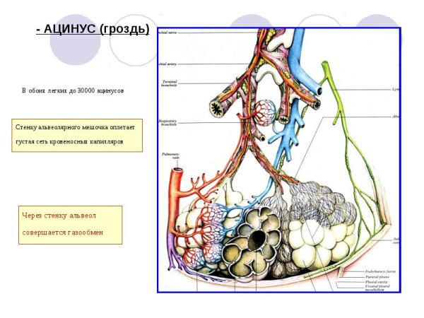 Ацинус легкого строение
