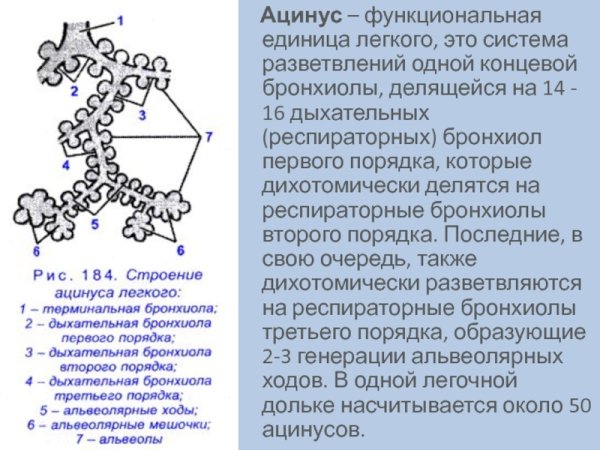 Ацинус схема анатомия
