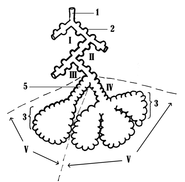 Строение дольки легкого ацинуса