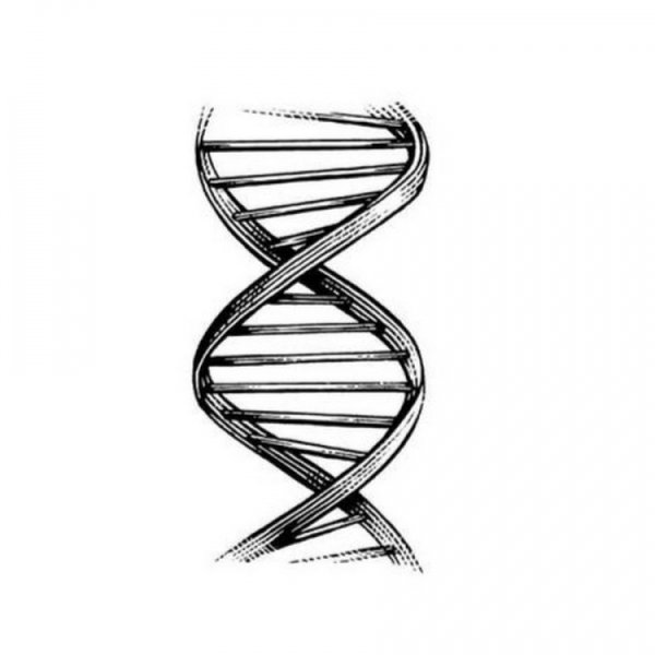 ДНК эскиз
