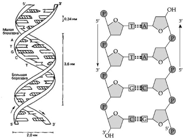 Молекула ДНК структура нуклеотиды