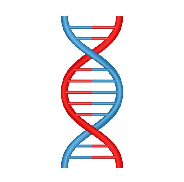 Рисунок ДНК человека