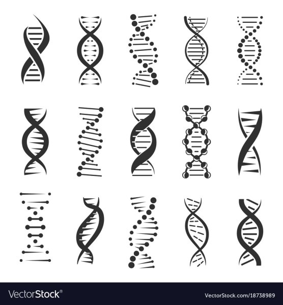 Цепочка ДНК вектор