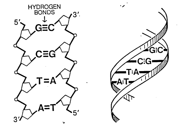 Набросок структуры ДНК