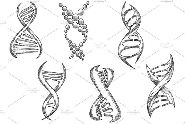 Цепь ДНК эскиз