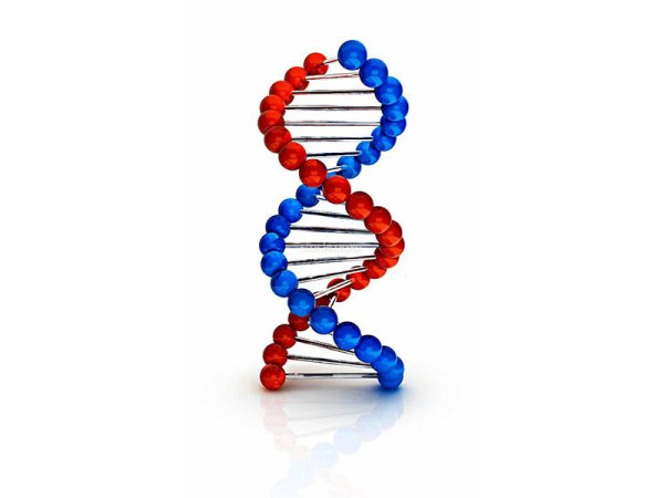 Двухцепочечная модель молекула ДНК