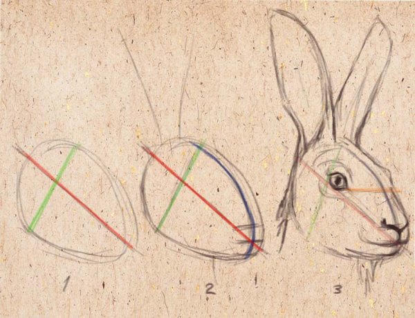 Анатомия морды зайца