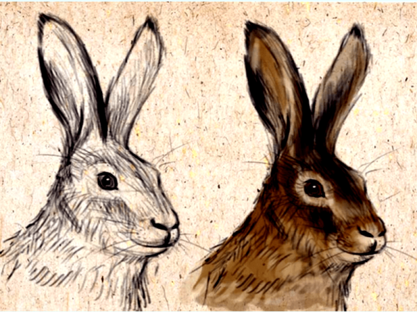 Заяц рисунок карандашом цветной