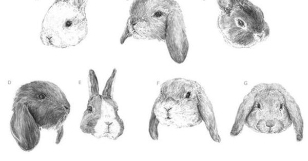 Идеи рисунков кроликов маленьких