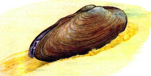 Метаморфоз беззубки