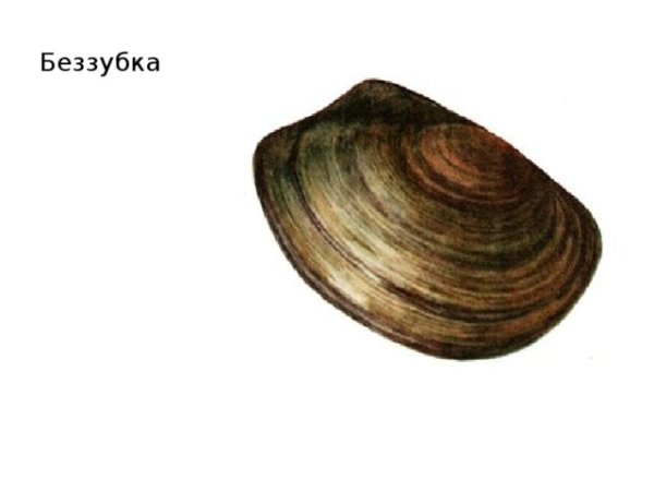 Беззубка обыкновенная нога